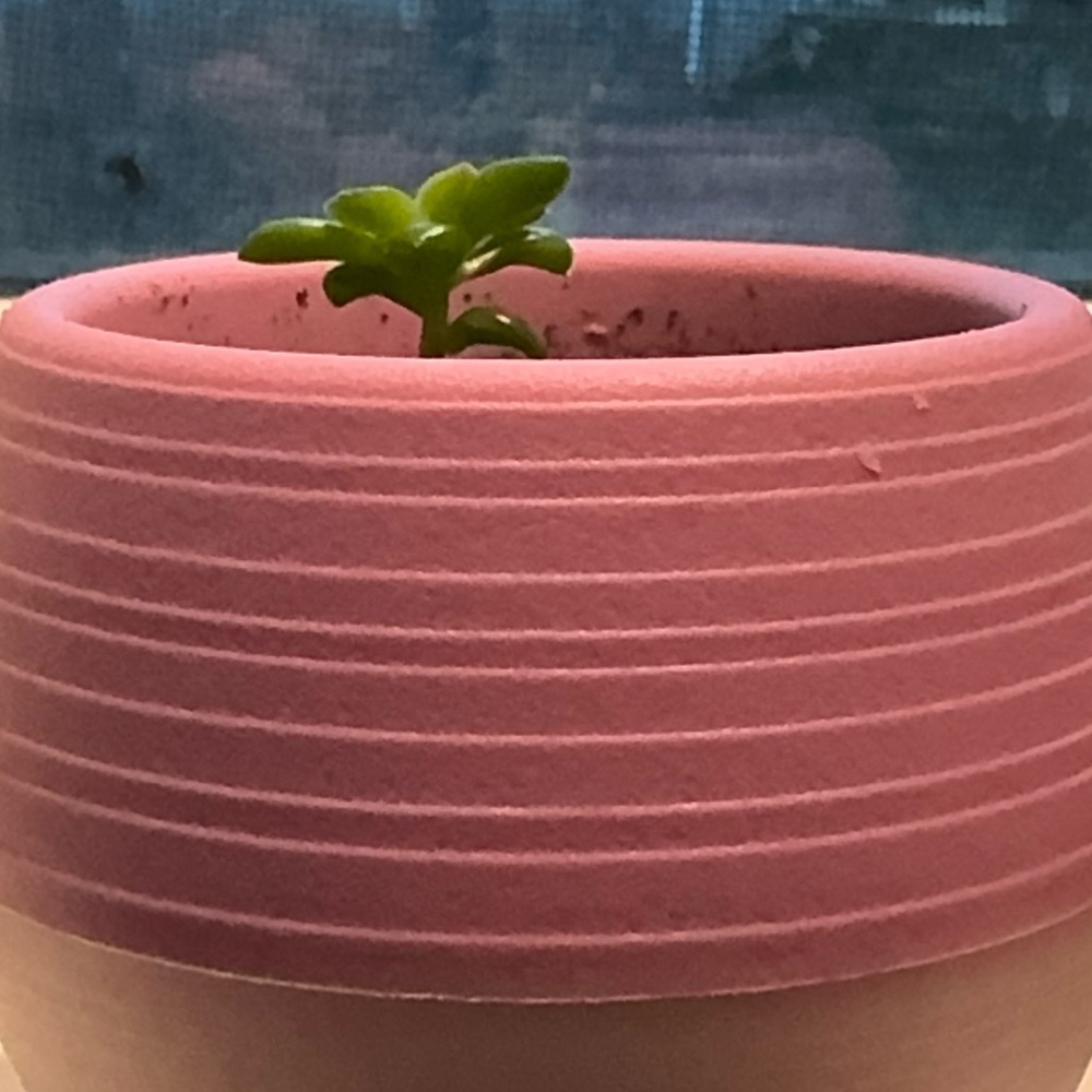🌱 Organic Baby Succulent Starter Plant Set🪴